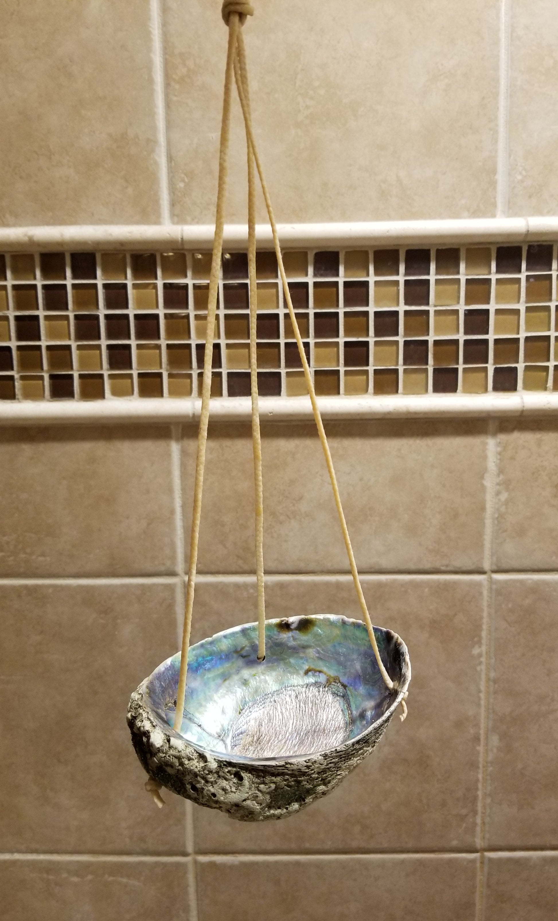 Abalone Soap Dish
